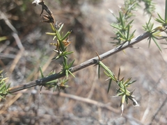 Asparagus aphyllus