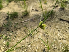 Carex bohemica