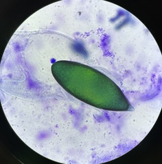 Podospora gigantea