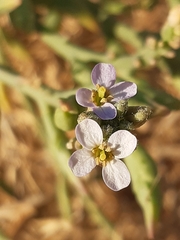 Cakile maritima