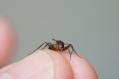 Camponotus americanus