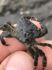 Pachygrapsus crassipes