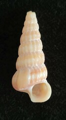 Cerithideopsis scalariformis