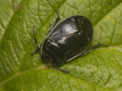 Sehirus cinctus