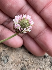 Trifolium fragiferum