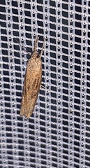 Neodactria luteolellus