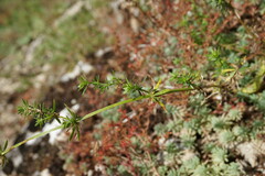 Galium mollugo
