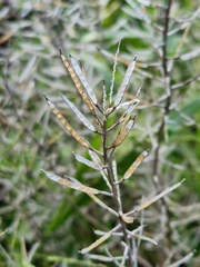 Brassicaceae
