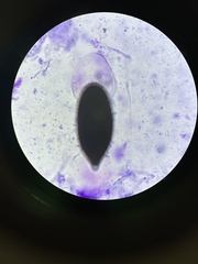 Podospora gigantea