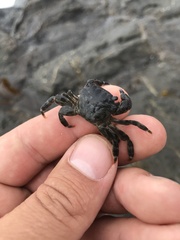 Pachygrapsus crassipes
