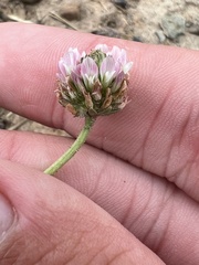 Trifolium fragiferum