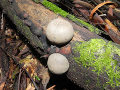 Daldinia concentrica