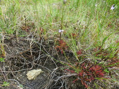 Drosera anglica