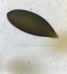 Podospora gigantea