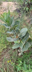 Asclepias latifolia