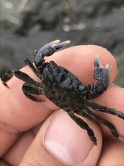 Pachygrapsus crassipes