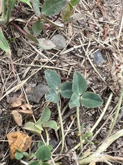 Trifolium fragiferum