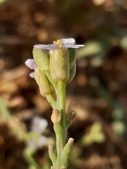 Cakile maritima