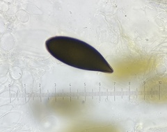 Podospora gigantea