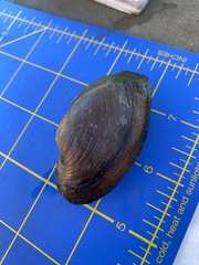 Strophitus undulatus