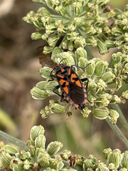 Spilostethus saxatilis