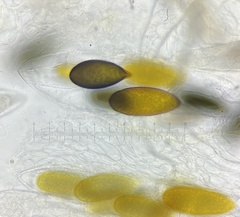 Podospora gigantea