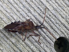 Leptoglossus clypealis