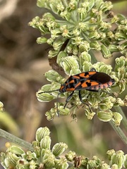 Spilostethus saxatilis