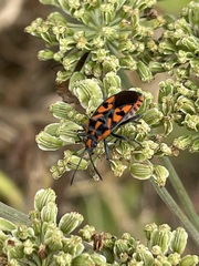 Spilostethus saxatilis