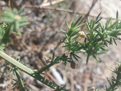 Asparagus aphyllus