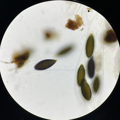 Podospora gigantea