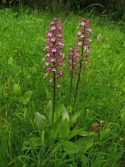 Orchis × hybrida