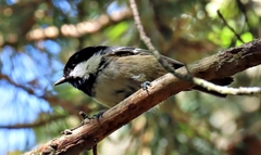 Periparus ater