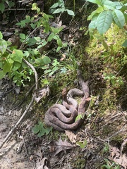 Agkistrodon contortrix