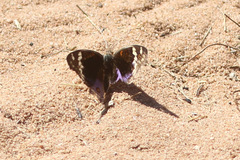 Junonia orithya