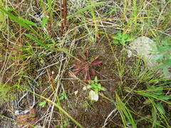 Drosera anglica