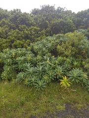 Euphorbia stygiana