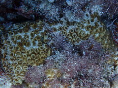 Cladocora caespitosa