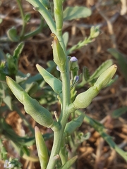 Cakile maritima