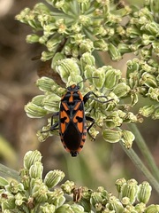 Spilostethus saxatilis
