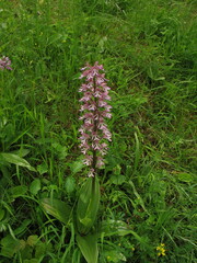 Orchis × hybrida