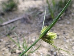 Carex bohemica