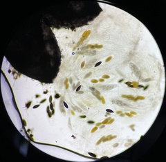 Podospora gigantea