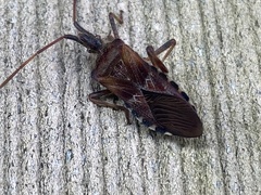 Leptoglossus clypealis