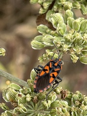 Spilostethus saxatilis