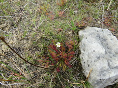 Drosera