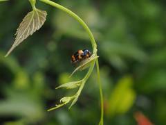 Cryptocephalus formosanus
