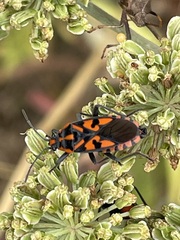 Spilostethus saxatilis