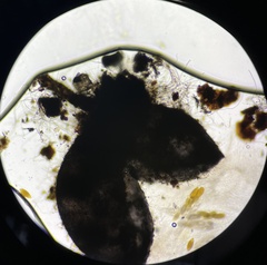 Podospora gigantea