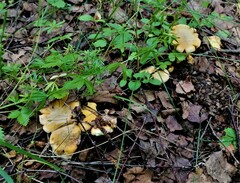 Cantharellus cibarius